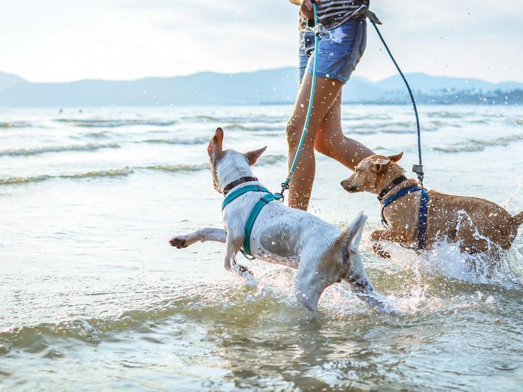 Silvester mit Hund im Ferienhaus NOVASOL.de